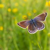 Common Blue female 3 